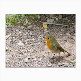 Robin 20211020 92ppub Canvas Print