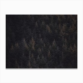 Rustic Pine Forest Canvas Print