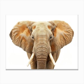 Elephant, African Elephant Canvas Print