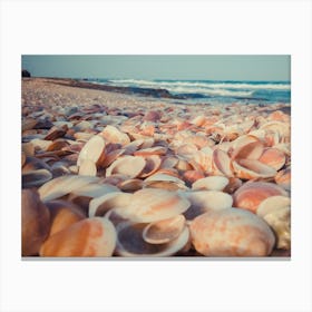 Sea Shells On The Beach 2 Canvas Print