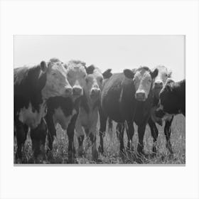 Yearlings, Cruzen Ranch, Valley County, Idaho By Russell Lee Canvas Print