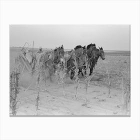 Untitled Photo, Possibly Related To Four Horse Team Cutting Corn For Fodder, Sheridan County, Kansas By Russell Canvas Print