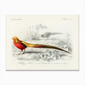 Male Golden Pheasant, Charles Dessalines D'Orbigny Canvas Print