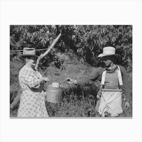 Untitled Photo, Possibly Related To Peach Pickers With Sackful Of Peaches, Delta County, Colorado, These Are Loc Canvas Print