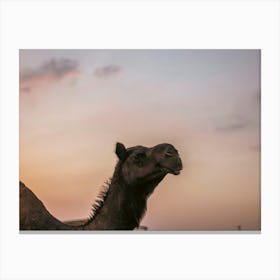 Camel with a beautiful sky 3 - Al Wathba Abu Dhabi UAE photo print - moody animal photography art Art Print Canvas Print