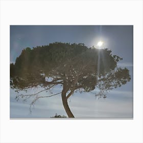 Moonlight Over A Tree Canvas Print