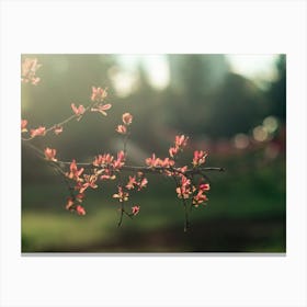 Blossoming Cherry Tree Canvas Print