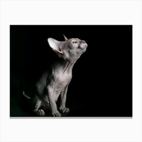 Sphynx Cat Canvas Print