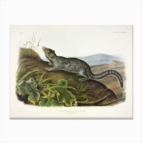  Large Tailed Spermophile, John James Audubon Canvas Print
