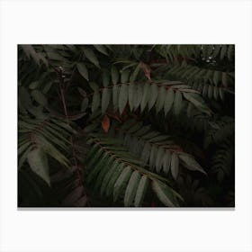 Dark Green Tropical Foliage Canvas Print