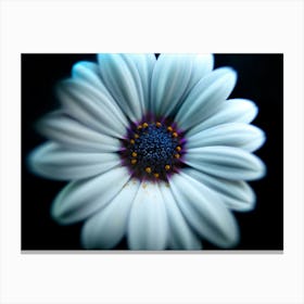 Daisy on Black  Botanical  Art Print Canvas Print