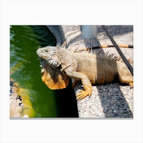 Iguana Canvas Print