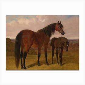 Horse And Foal Canvas Print