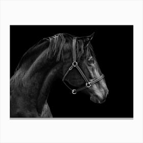 Black Horse Portrait Canvas Print