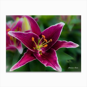 Purple Lily - Photograph Canvas Print