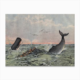 Vintage Kolb 4 Tafel 60 Pottfisch Canvas Print