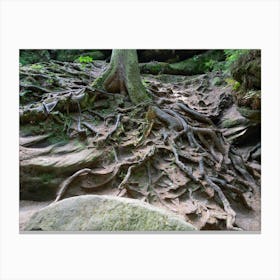 Roots of a tree on the sandstone Canvas Print