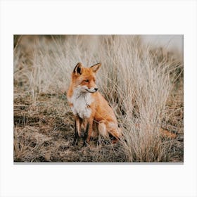 Red Fox Canvas Print