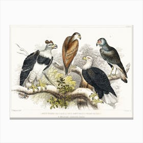 White Headed Sea Eagle, Great Harpy Eagle, Chilian Sea Eagle, And Brazilian Caracara Eagle, Oliver Goldsmith Canvas Print