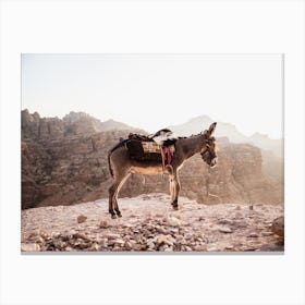 Donkey in Jordan in the dry mountains waiting for it's owner Canvas Print