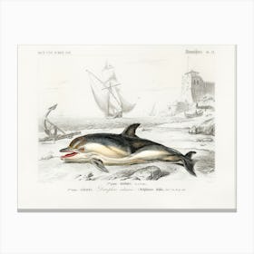 Delphinus Delphis, Charles Dessalines D'Orbigny Canvas Print