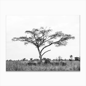 Black And White Lone Tree In Uganda In Africa Canvas Print