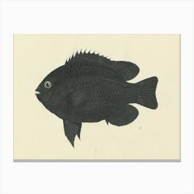 Unidentified Fish, Luigi Balugani (12) Canvas Print