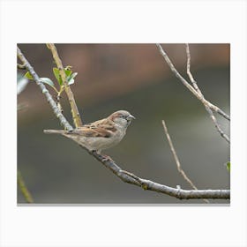 Sparrow Canvas Print