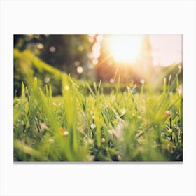 Morning Dew On Grass Canvas Print