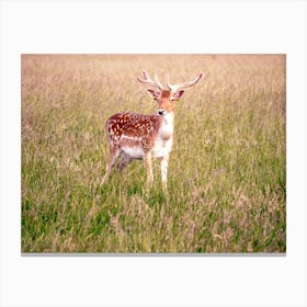 Phoenix Park, Dublin Canvas Print