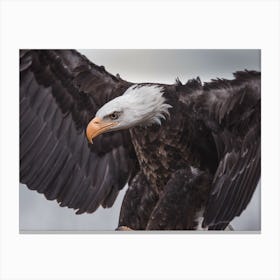 Bald Eagle Stance Canvas Print