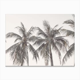 Palm Trees Along Ocean Canvas Print