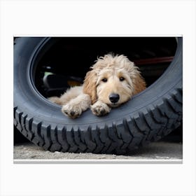 An 1069 Goldendoodle Laying Down In A Large Tire 7x5 Canvas Print