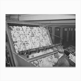 Freshly Scoured Wool Entering Drying Chamber At Wool Scouring Plant, San Marcos, Texas By Russell Lee Canvas Print