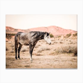 Desert Wild Horse Canvas Print