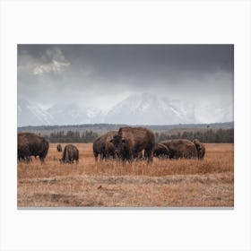 Stormy Skies Bison Canvas Print