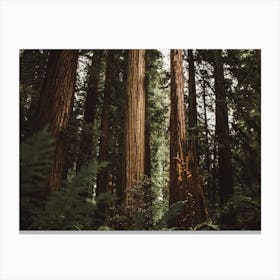 Redwood Trees Canvas Print
