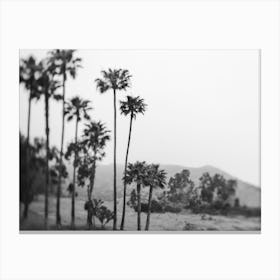 Malibu Palm Tree B&W Canvas Print