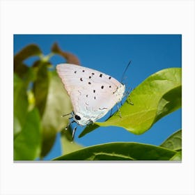 Butterfly On A Leaf Canvas Print