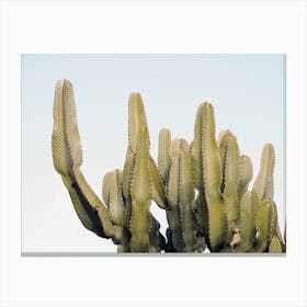 Modern Cactus Canvas Print