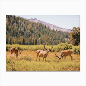 Mule Deer In Meadow Canvas Print