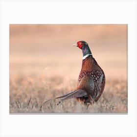 Pheasant In Field Canvas Print