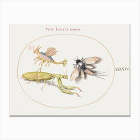 Mantis And Mayfly With An Imaginary Insect (1575–1580), Joris Hoefnagel Canvas Print