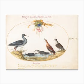 Flying And Amphibious Animals, Joris Hoefnagel (10) Canvas Print