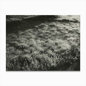 Grass And Frost (1934), Alfred Stieglitz Canvas Print
