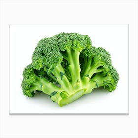 Broccoli On White Background 1 Canvas Print