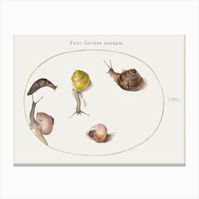 Slug With Snails (1575–1580), Joris Hoefnagel Canvas Print