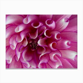 Dahlia Canvas Print