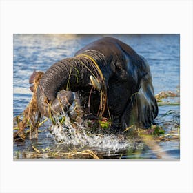 Elephant In The Chobe River Botswana Lienzo