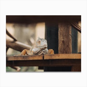 Iguana Sitting On Wooden Bench Canvas Print